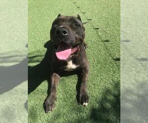 American Pit Bull Terrier-Unknown Mix Dogs for adoption in Costa Mesa , CA, USA