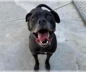 American Pit Bull Terrier Dogs for adoption in Martinez, CA, USA