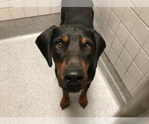 Doberman Pinscher Dogs for adoption in Orange, CA, USA