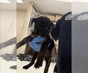 Labrador Retriever-Unknown Mix Dogs for adoption in Conroe, TX, USA