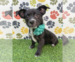 Chihuahua-Spaniel Mix Dogs for adoption in Corona, CA, USA