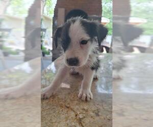Great Dane-Labrador Retriever Mix Dogs for adoption in San Antonio, TX, USA