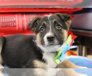 Medium Photo #1 Border Collie Puppy For Sale in Arlington, TX, USA