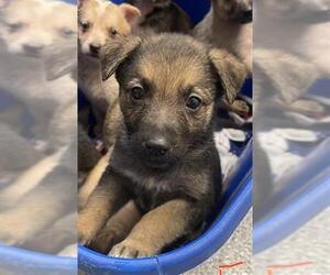 Shepradors Dogs for adoption in Houston, TX, USA