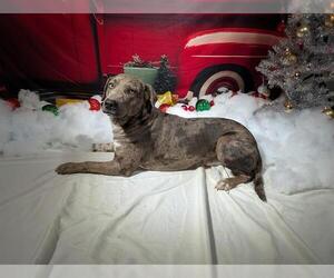 Labrador Retriever-Unknown Mix Dogs for adoption in Globe, AZ, USA