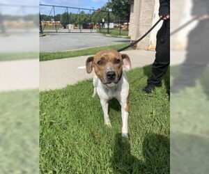 American Pit Bull Terrier Dogs for adoption in Glen Allen, VA, USA