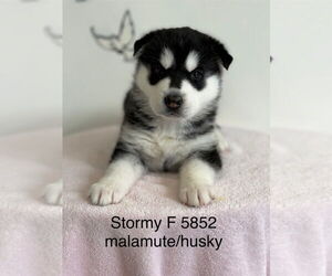 Alaskan Malamute-Huskies Mix Dogs for adoption in Studio City, CA, USA