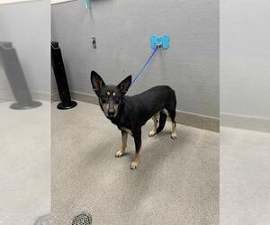 German Shepherd Dog-Unknown Mix Dogs for adoption in Las Vegas, NV, USA