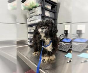 Shih Tzu-Unknown Mix Dogs for adoption in San Martin, CA, USA