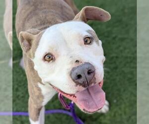 Mutt Dogs for adoption in Las Vegas, NV, USA