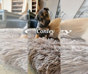 Shepradors Dogs for adoption in Princeton, MN, USA