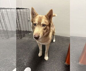 Siberian Husky Dogs for adoption in Carrollton, TX, USA