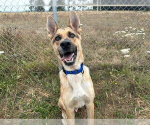 German Shepherd Dog Dogs for adoption in McKinleyville, CA, USA