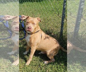American Staffordshire Terrier-Unknown Mix Dogs for adoption in Sarasota, FL, USA