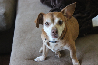 Chiweenie Dogs for adoption in Morgan Hill, CA, USA