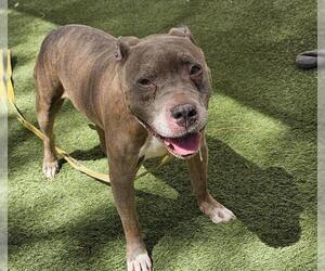 American Pit Bull Terrier-Unknown Mix Dogs for adoption in Las Vegas, NV, USA
