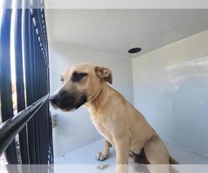 Staffordshire Bull Terrier-Unknown Mix Dogs for adoption in Houston, TX, USA