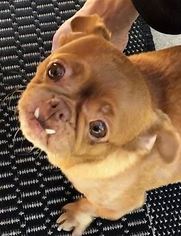 Buggs Dogs for adoption in Pleasanton, CA, USA
