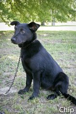View Ad: Australian Shepherd Dog for Adoption near Mississippi, Jackson ...