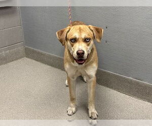 Siberian Husky-Unknown Mix Dogs for adoption in Las Vegas, NV, USA