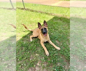 Mutt Dogs for adoption in Imlay City, MI, USA