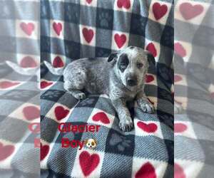 Alaskan Malamute Dogs for adoption in Aurora, IN, USA