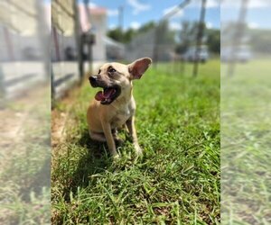 Chiweenie Dogs for adoption in CRESCENT CITY, FL, USA
