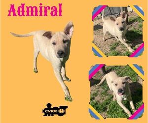 Mutt Dogs for adoption in Lindsay, CA, USA