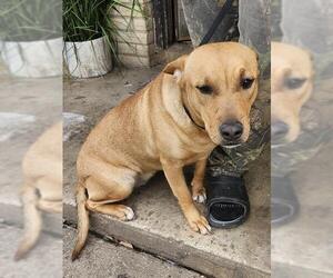 American Staffordshire Terrier-Unknown Mix Dogs for adoption in San Antonio, TX, USA