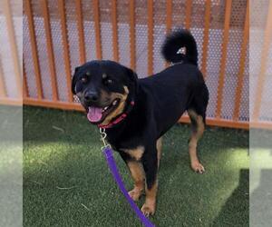 Rottweiler-Unknown Mix Dogs for adoption in Las Vegas, NV, USA