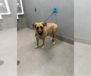 German Shepherd Dog-Unknown Mix Dogs for adoption in Las Vegas, NV, USA