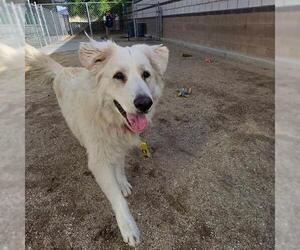 German Shepherd Dog-Unknown Mix Dogs for adoption in Las Vegas, NV, USA