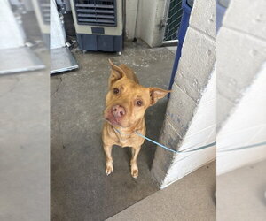 Mutt Dogs for adoption in San Bernardino, CA, USA