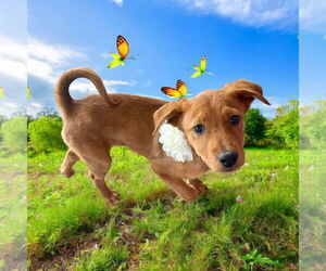 Labrador Retriever Dogs for adoption in FRAMINGHAM, MA, USA