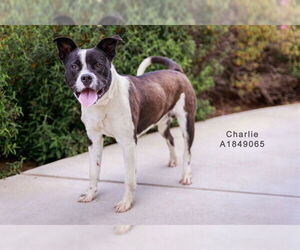 American Pit Bull Terrier-Unknown Mix Dogs for adoption in Riverside, CA, USA