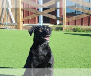 Labrador Retriever Dogs for adoption in Chestertown, MD, USA