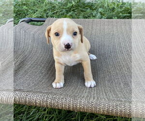 Labrador Retriever-Unknown Mix Dogs for adoption in Duluth, MN, USA