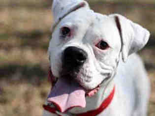 Boxer Dogs for adoption in Springfield, MA, USA