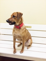 Collie-Labrador Retriever Mix Dogs for adoption in Belvidere, TN, USA