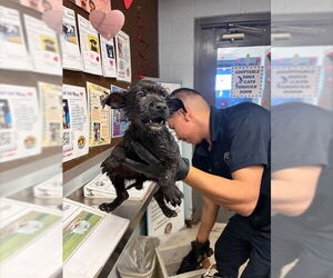 German Shepherd Dog Dogs for adoption in Stockton, CA, USA