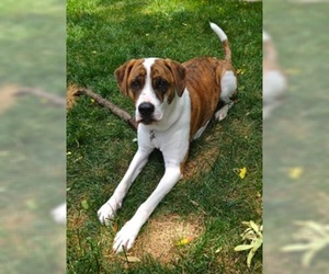 Plott Hound-Unknown Mix Dogs for adoption in Apple Valley, CA, USA