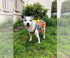 Boglen Terrier Dogs for adoption in Palo Alto, CA, USA