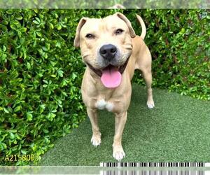 Staffordshire Bull Terrier Dogs for adoption in West Palm Beach, FL, USA