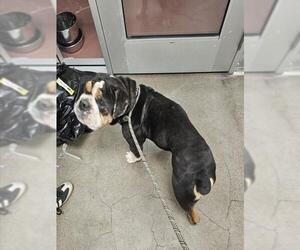 Bull-Pei Dogs for adoption in Berkeley , CA, USA