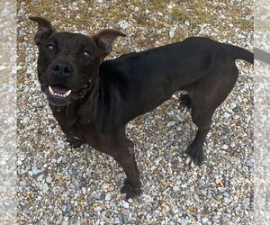 American Pit Bull Terrier Dogs for adoption in Tarboro, NC, USA