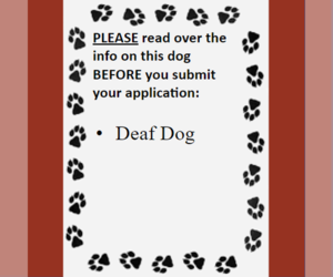 Saint Bernard Dogs for adoption in Fargo, ND, USA