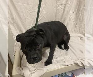 American Pit Bull Terrier-Unknown Mix Dogs for adoption in Modesto, CA, USA