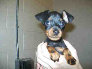 Miniature Pinscher Dogs for adoption in Georgetown, TX, USA