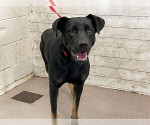 Labrottie Dogs for adoption in San Bernardino, CA, USA