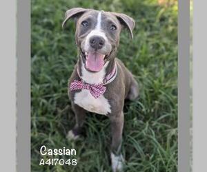 Labrador Retriever Dogs for adoption in Conroe, TX, USA